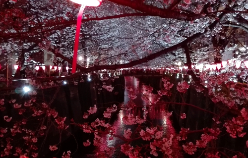 中目黒(目黒川)の夜桜