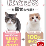 楽天Super Point Screen もちまる・はなまるはどこ?